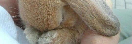 Nhingninge's profile banner image