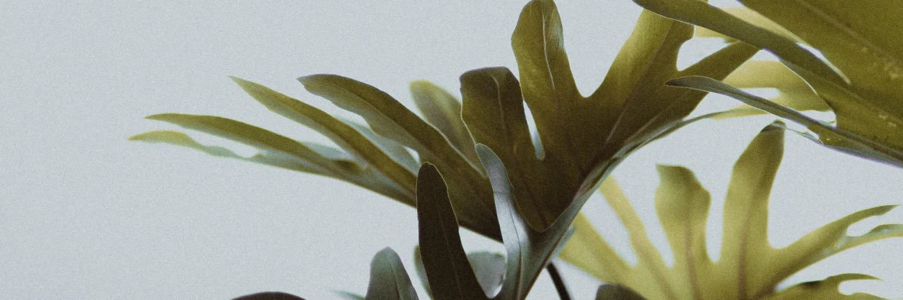 plantedpotco's profile banner image