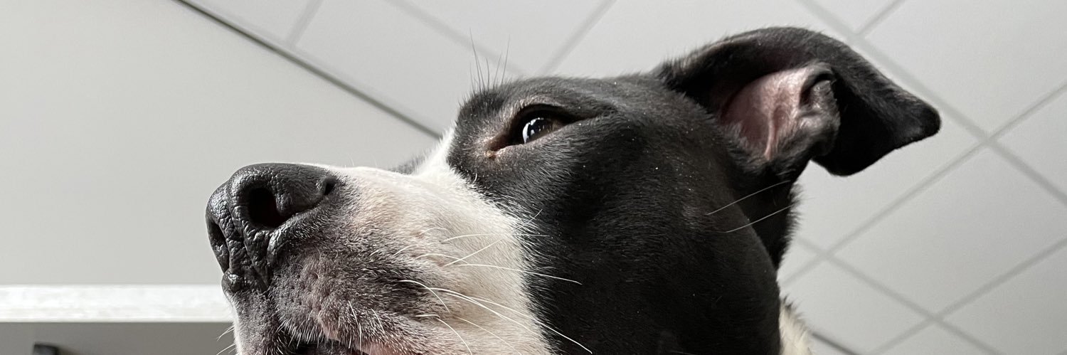 maaikevanhouten's profile banner image