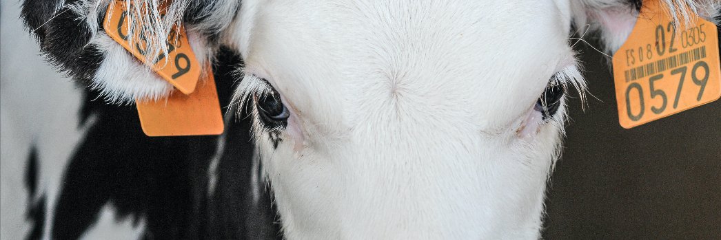 The European Institute for Animal Law & Policy's banner