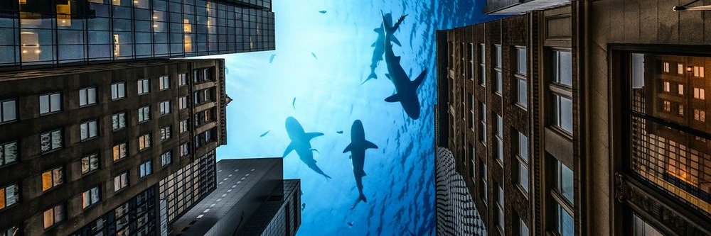 arth_shark's profile banner image