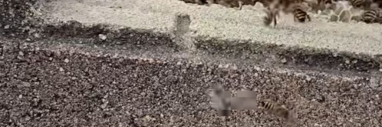 TellThemImSorry banner