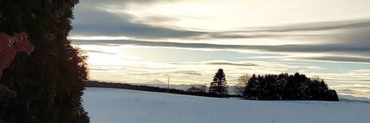 AvaSlyvester's profile banner image
