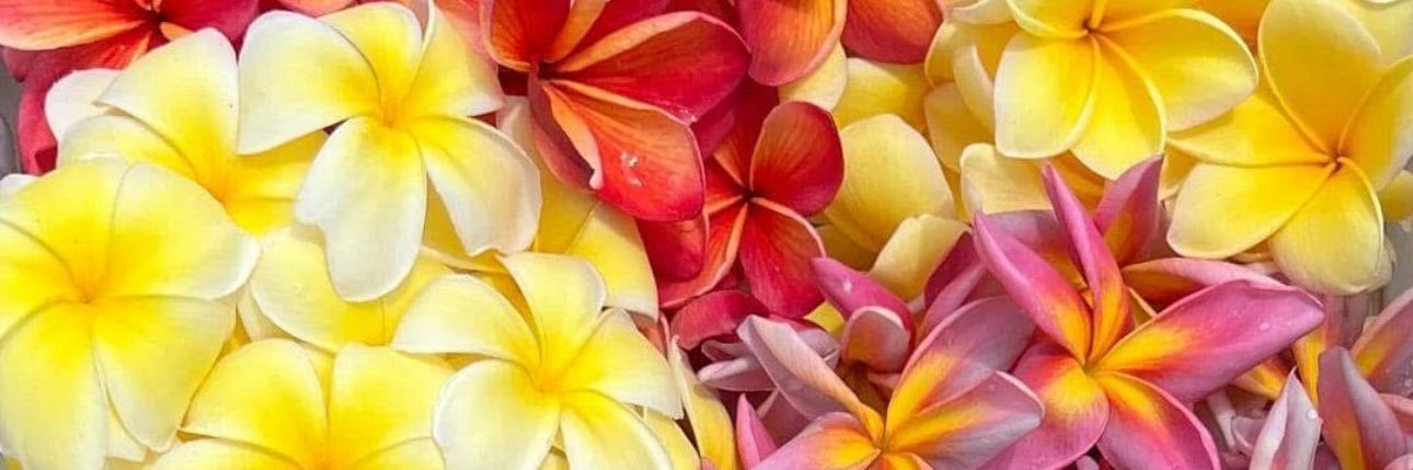 kukuna_romi's profile banner image