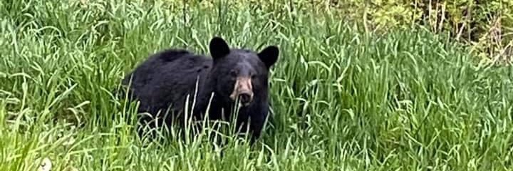 MountainDave3's profile banner image