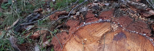 RosaMCanton Profile Banner