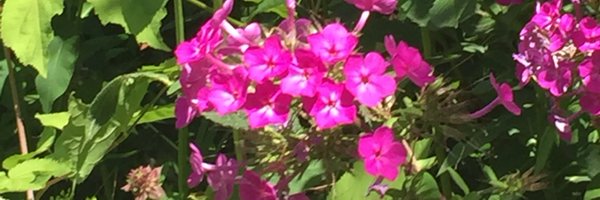 RachelHallLynn Profile Banner