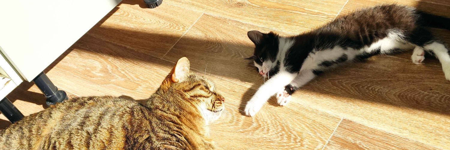 𝑐𝑎𝑛𝑛𝑒𝑙𝑙𝑒 🫧🌷 banner