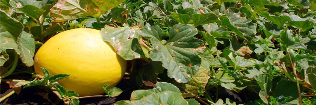 Doido de Melão banner