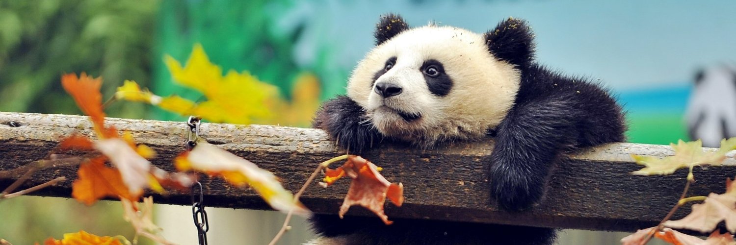 WPanda1440's profile banner image