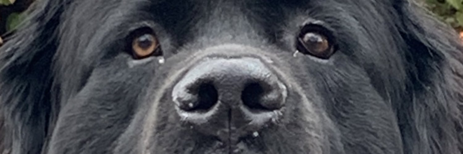 rachhill's profile banner image