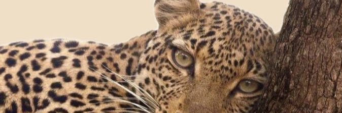 alohuertaa's profile banner image