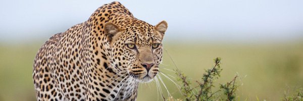BopeRom Profile Banner