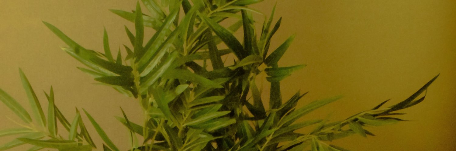Arieleno_'s profile banner image