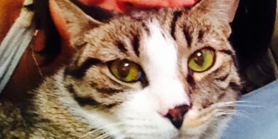 capt_kitteh's profile banner image