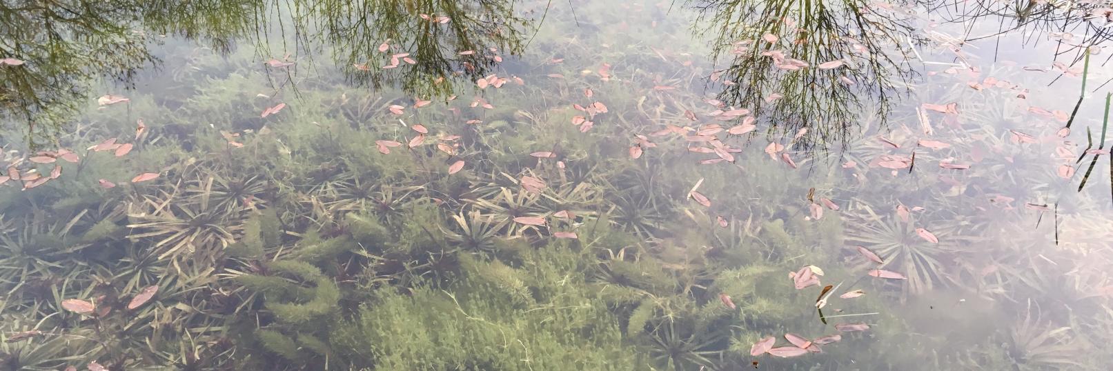 Stewart J Clarke banner