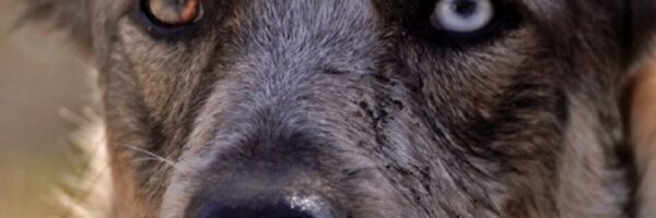 Pilot4Pets Profile Banner