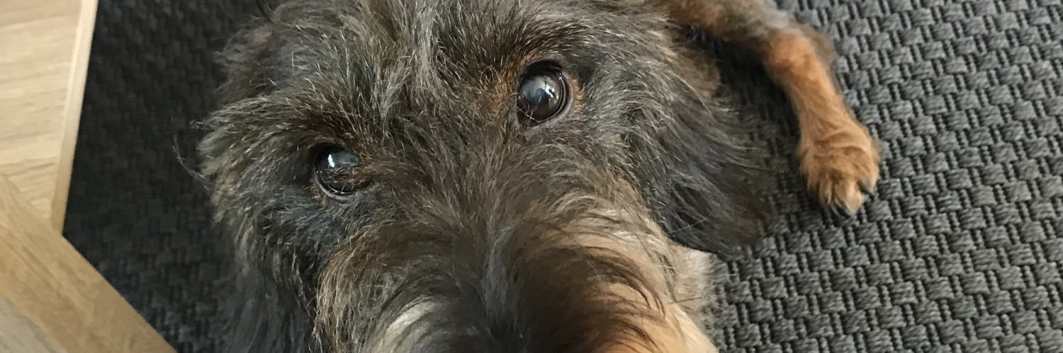 BiBi Fricotin banner