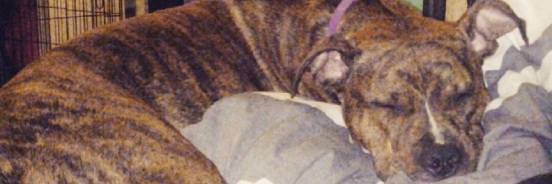 amy_dymek's profile banner image