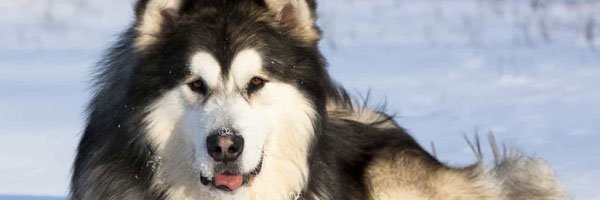 juanchitoBS's profile banner image