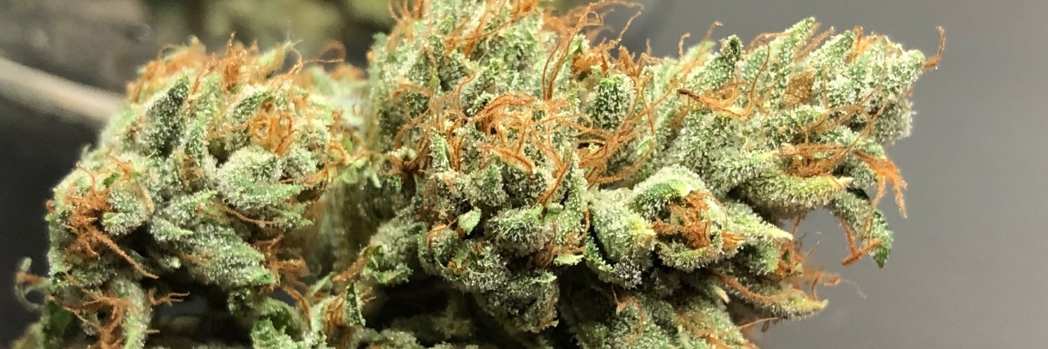 GreenWorksSD's profile banner image