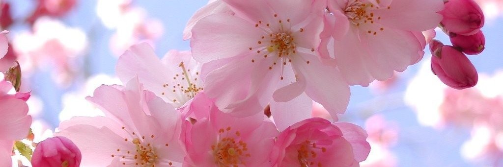 MelaaMaid's profile banner image