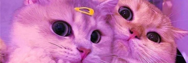 steff_sweet813's profile banner image