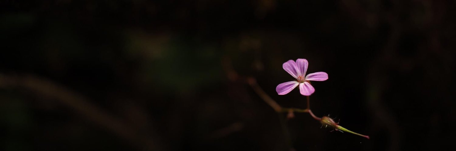 CatherineH94's profile banner image