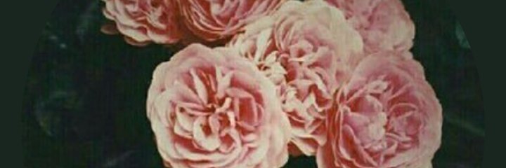 widyadanap's profile banner image