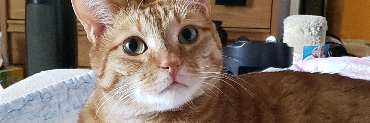 Lily 🐱 🎀 banner