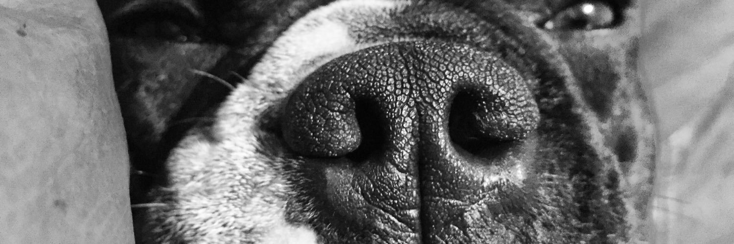 bilhabela's profile banner image