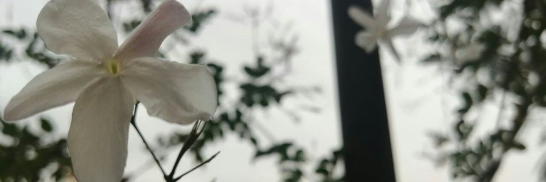 AKMORCY's profile banner image