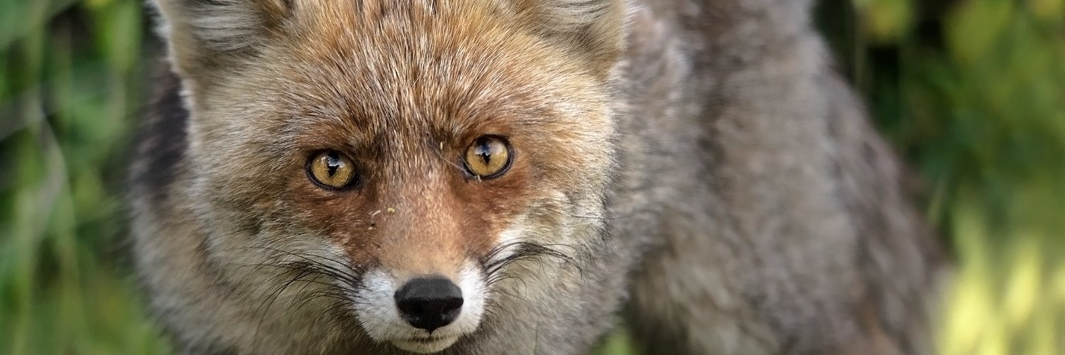 🌱Dragno ⛩️🦊 banner