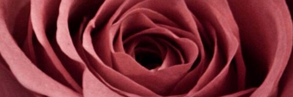 trz315 Profile Banner