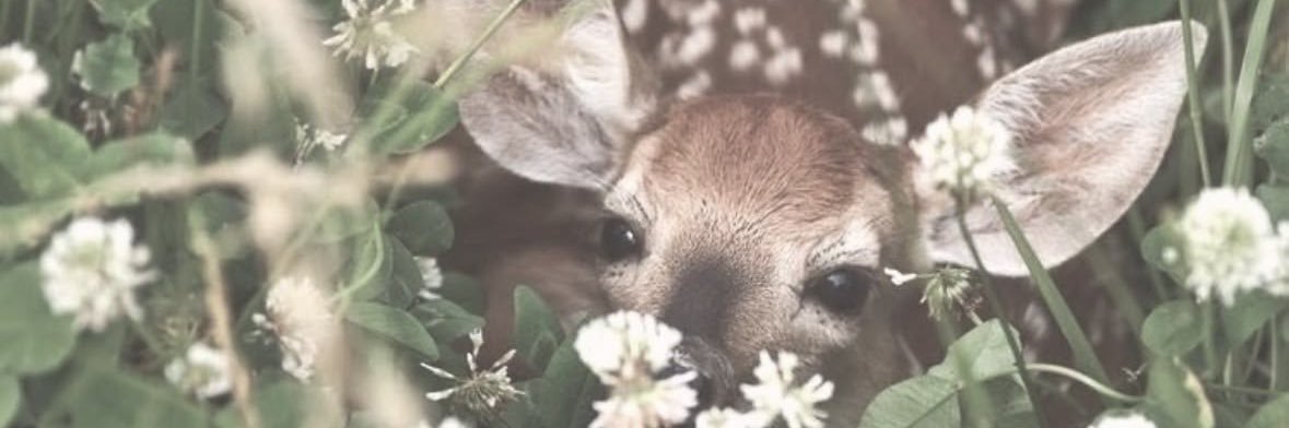 urfvrmorrocandeer🇲🇦 banner
