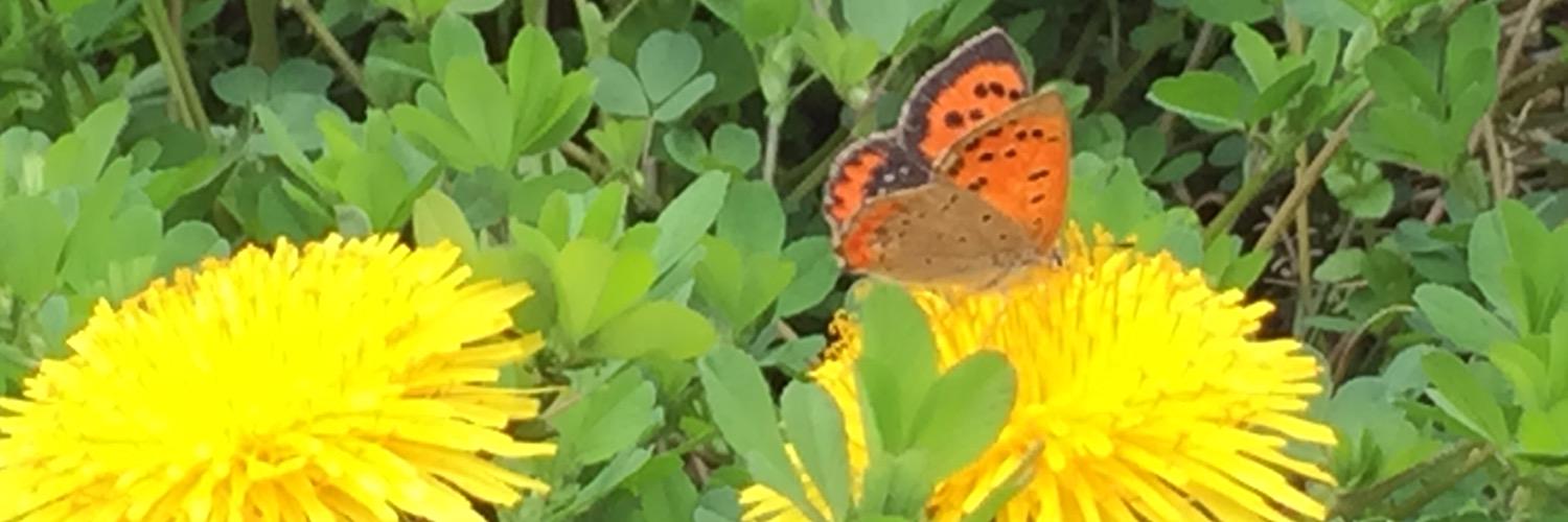 mowyano's profile banner image