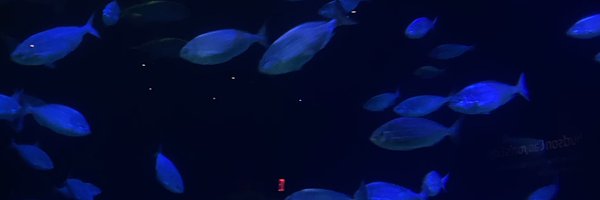 protokittie Profile Banner