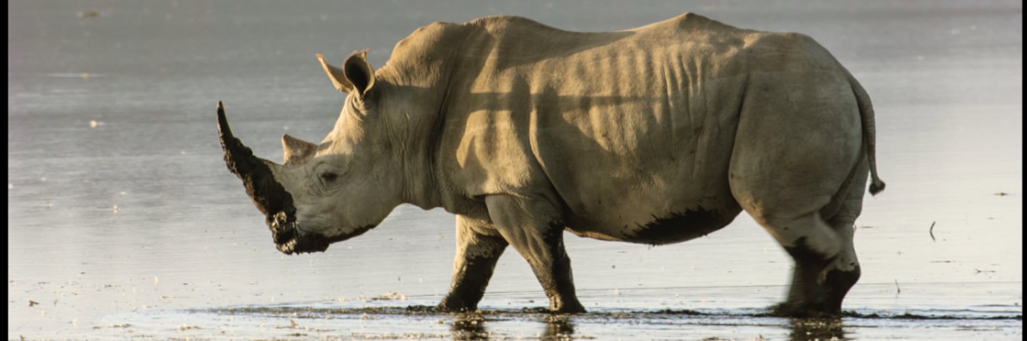 Randomly A Rhinoceros banner