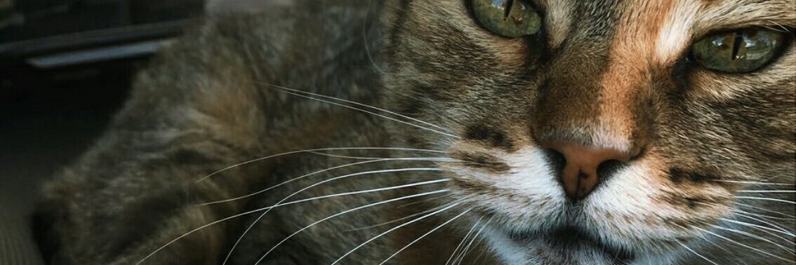 catamrtnz's profile banner image