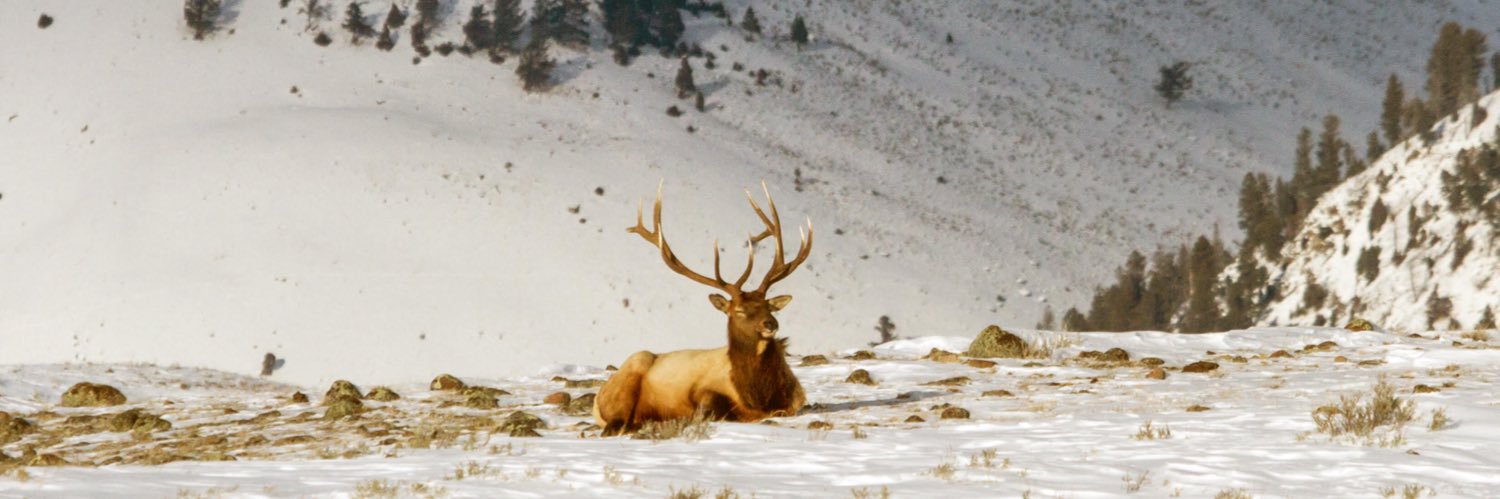 kel 🦌's banner