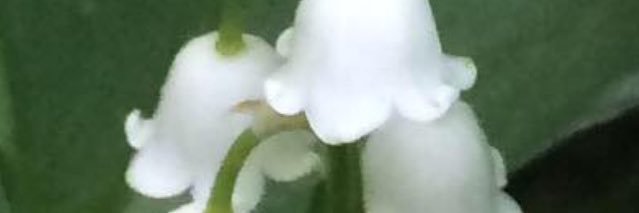 JenniferGershon's profile banner image