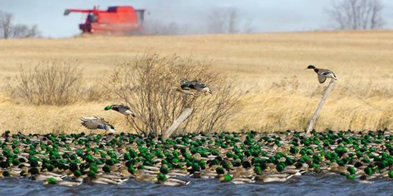 Fowl Talk banner