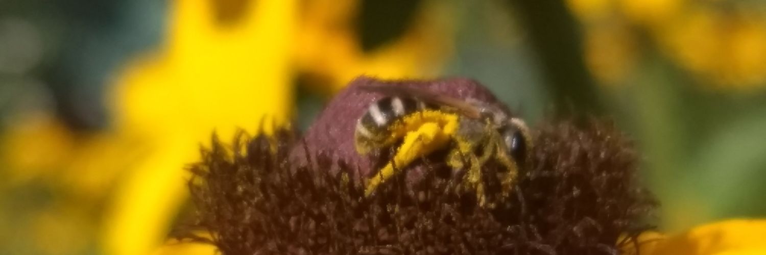 bug_gal's profile banner image