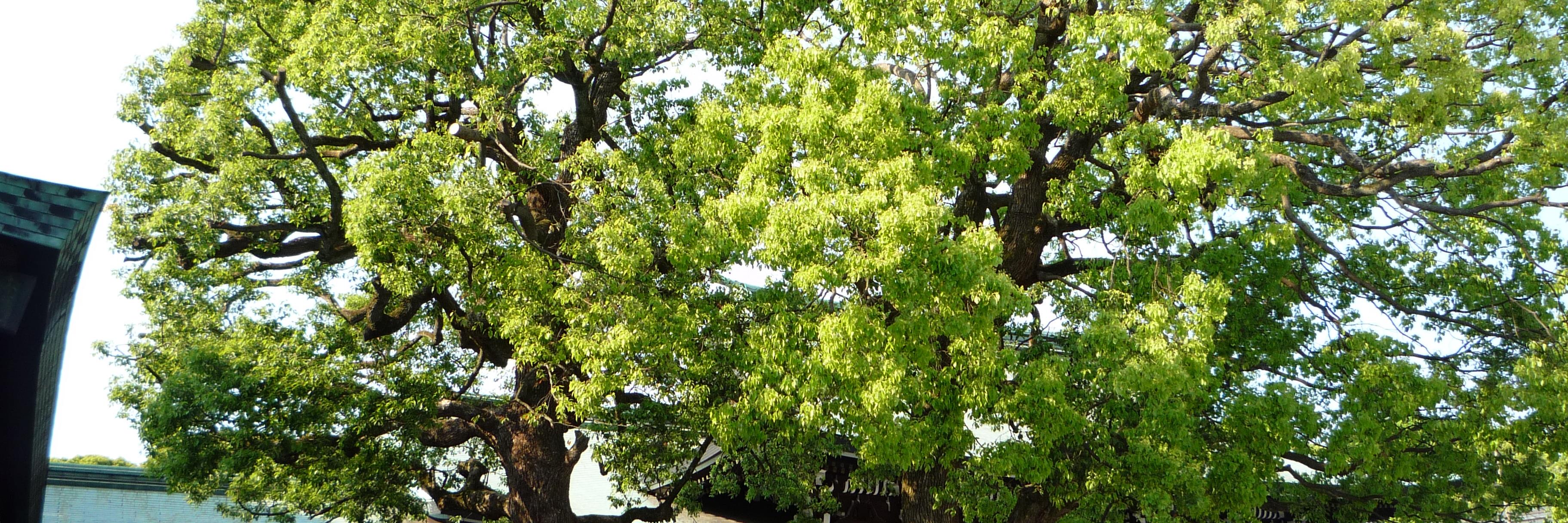 藤蓮 banner