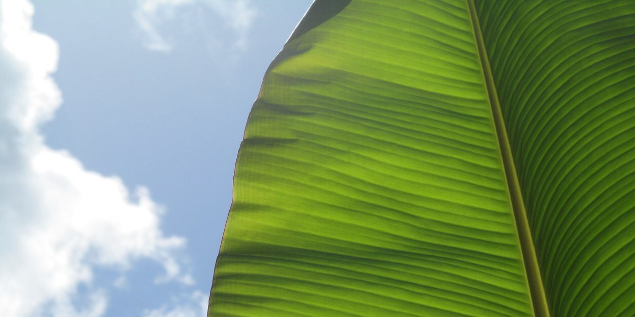 francispolanco6's profile banner image