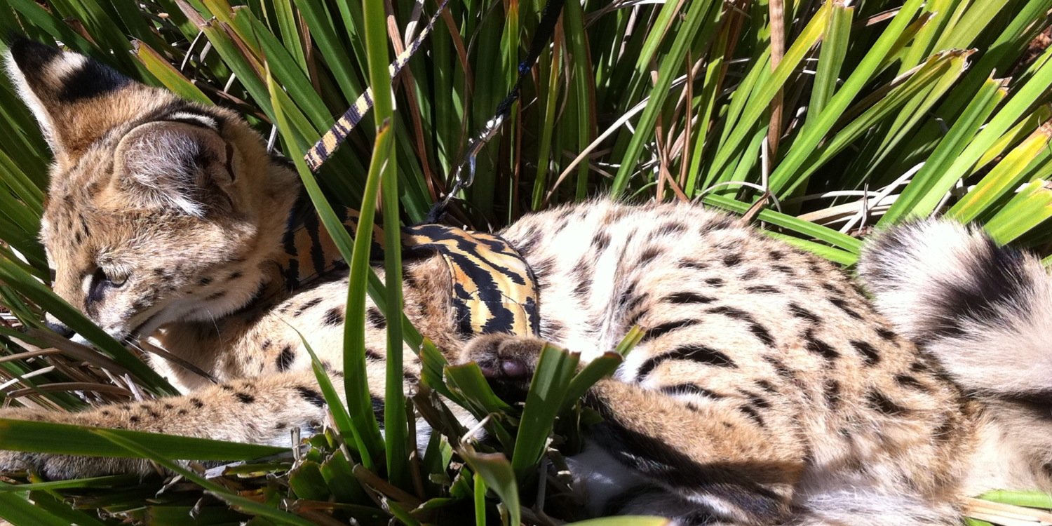 LLWildLifeEd's profile banner image