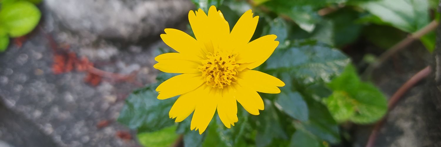 diaananana's profile banner image