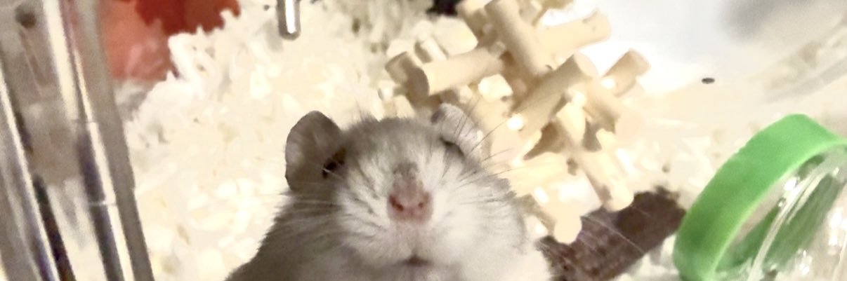 こけみち🍤 banner