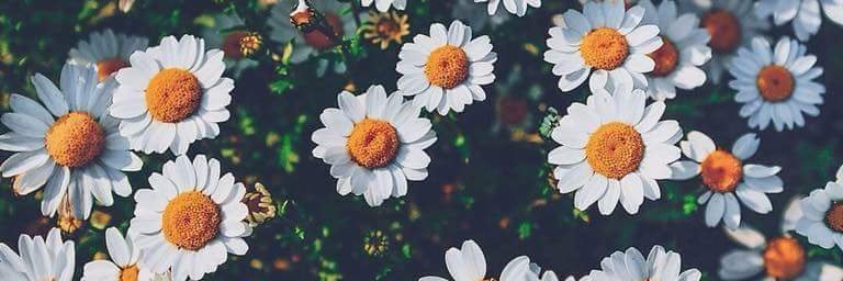 Michelle_Lup's profile banner image