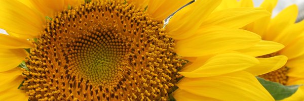 EdisonAgro Profile Banner
